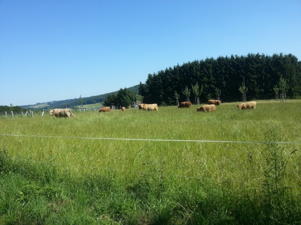Коровы пасутся, Германия (Westerwald)
