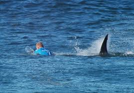 Серфингист подрался с... акулой