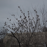 дерево плодящее птиц...