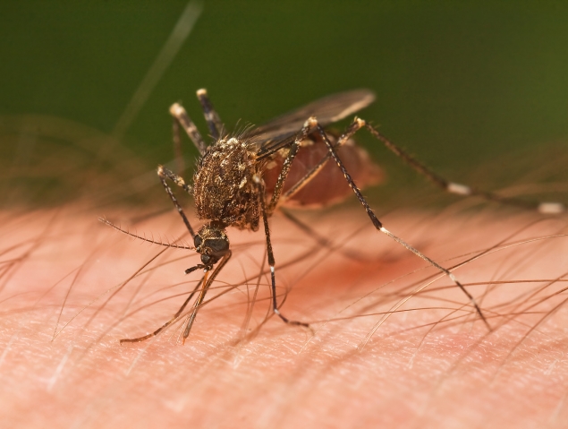 Чем руководствуются комары, когда кусают?