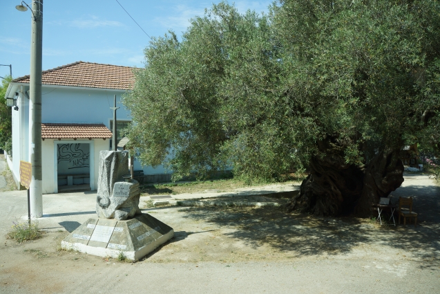 Самое старое оливковое дерево в Греции