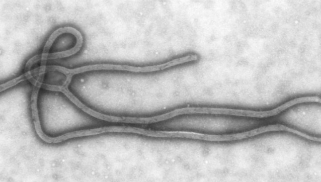 Актуальность вакцины против вируса Эбола