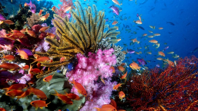 Кораллы-удивительные существа