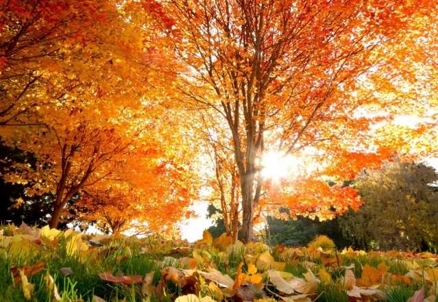 Краски Осени