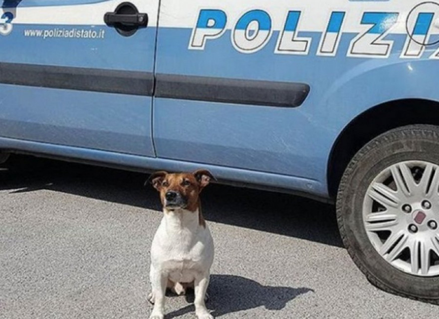 Награда в пять тысяч евро за  устранение полицейской  собаки