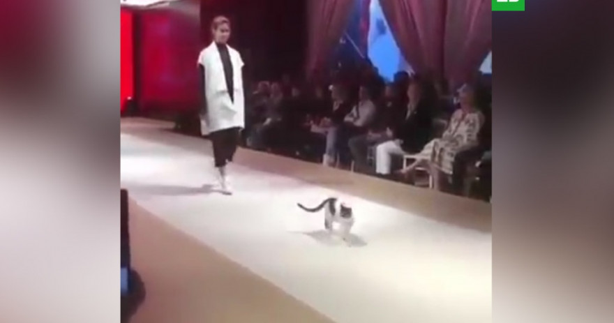 Кошка на показе мод