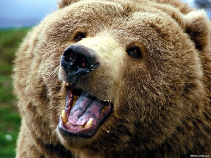 Как медведь наказал охотников за неправильную парковку на его территории