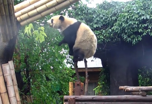 Панда с акробатическим этюдом