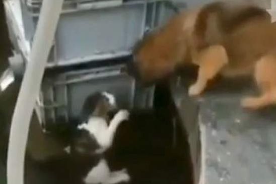 Как собака спасла кота