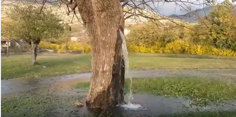 Дерево-фонтан