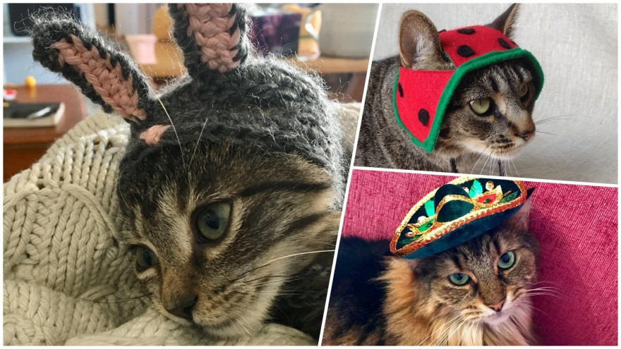 Милейшие  котики в шапочках