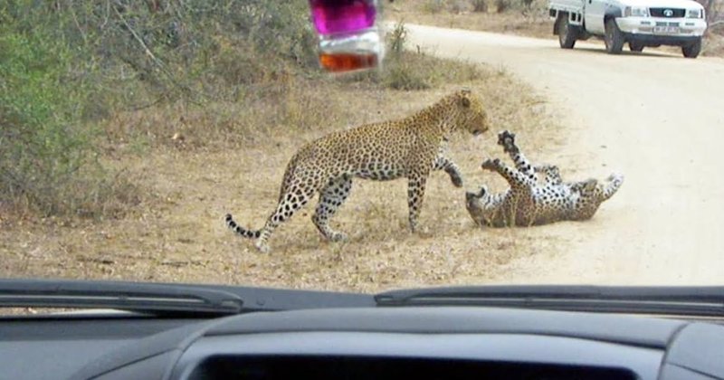 Беспощадная схватка двух леопардов