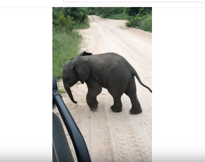 Как слонёнок привлекал к себе внимание туристов