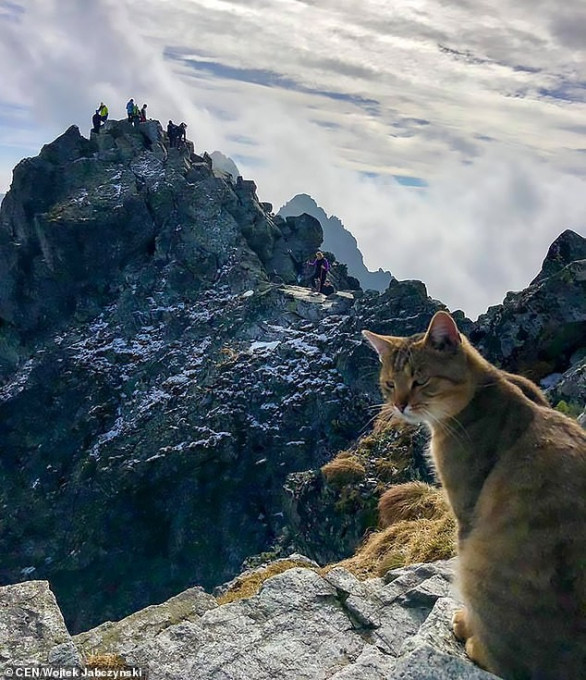 Домашний кот на вершине горы