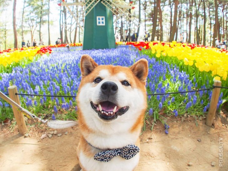 Пёс Хати, обожающий фотографироваться в цветах
