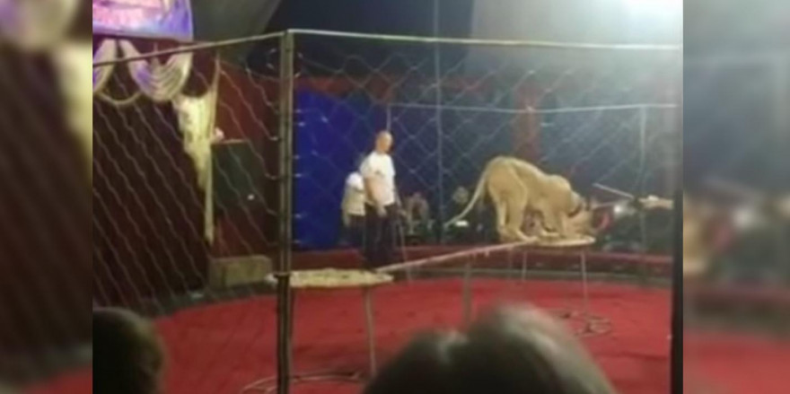 Львица в цирке-шапито напала на ребёнка