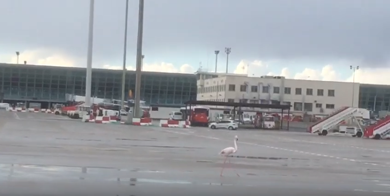 Красный фламинго сопровождает приземляющийся самолёт