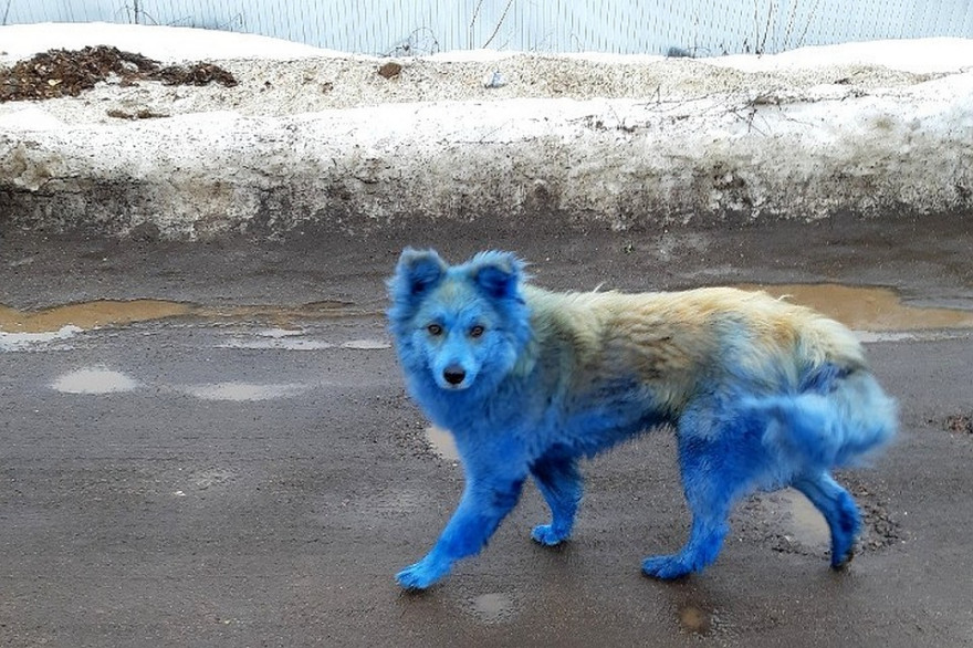 Голубой пёс - символ чёрствости и бездуховности современного общества