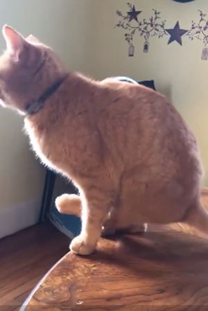 А ваш котэ умеет так сидеть?