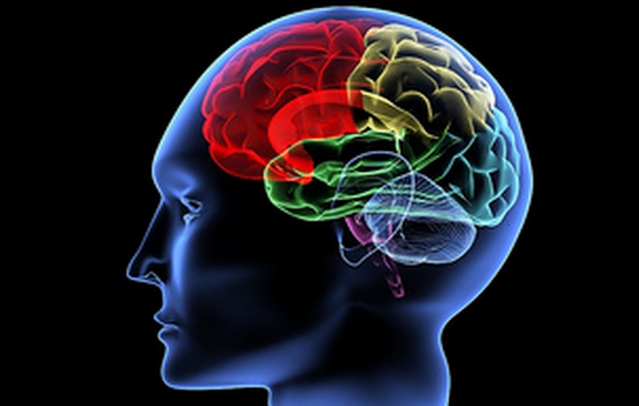 Мозг, интеллект  и открытия