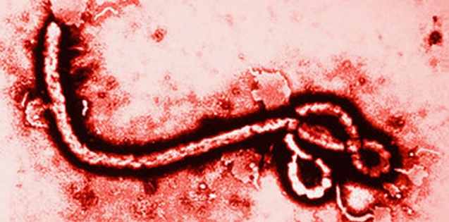 Конец Эболе