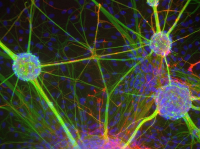 Как нейроны взаимодействуют друг с другом