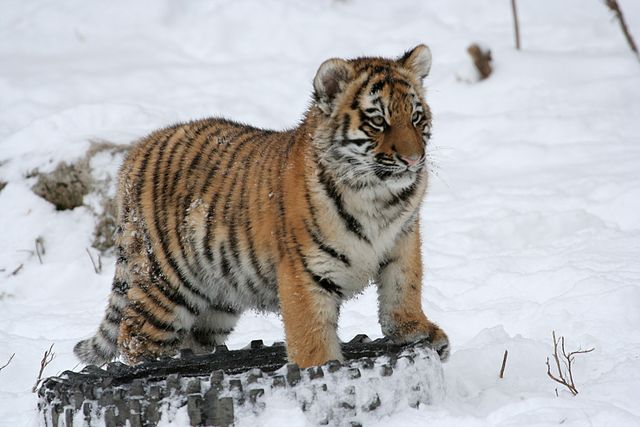 Красавцы тигры. Самые редкие виды