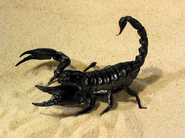 Верите ли в сложность характера скорпионов?