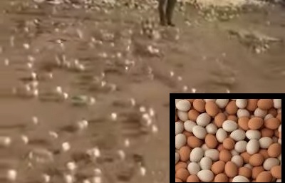 Птицефабрика выбросила тысячи испорченных яиц на свалку, но из них вылупились здоровые цыплята