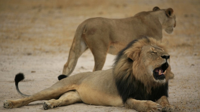 Самый знаменитый лев Зимбабве был убит американским охотником
