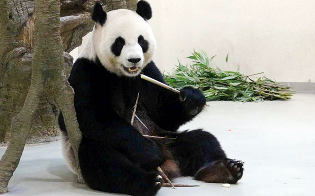 Панда притворилась беременной что бы получить комнату