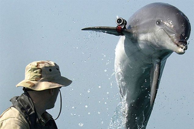 В Секторе Газы задержан дельфин-розведчик