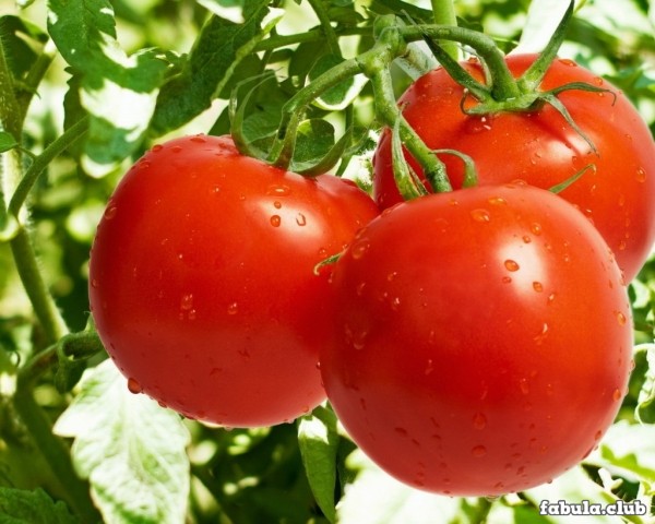 Как правильно растить рассаду помидор