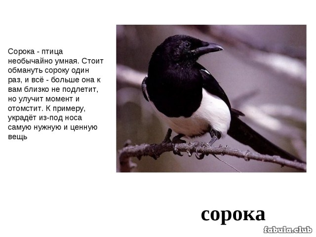 Сорока