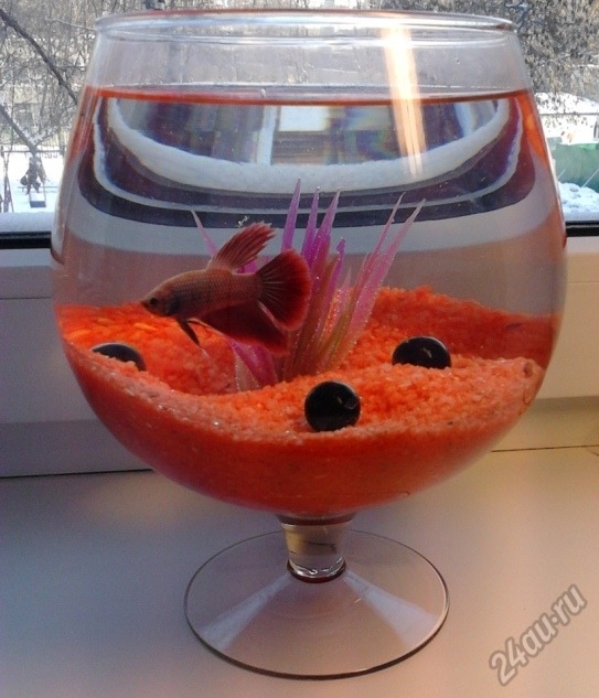 Аквариумная рыбка в стакане- это реально?
