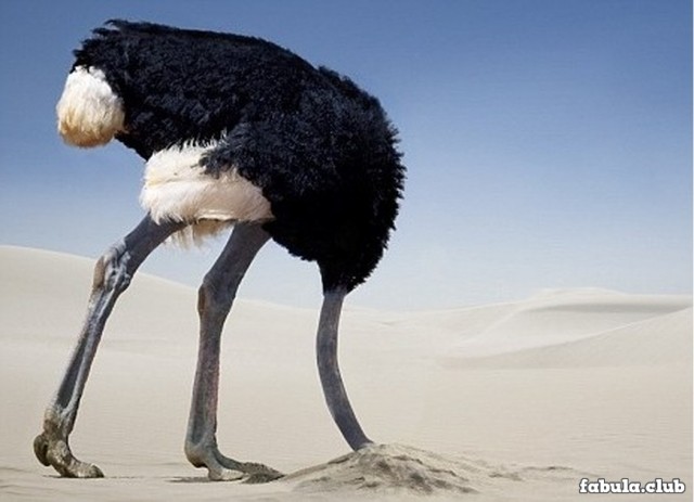 Почему считается,что страусы прячут голову в песок?