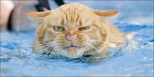Почему кошки не любят купаться?