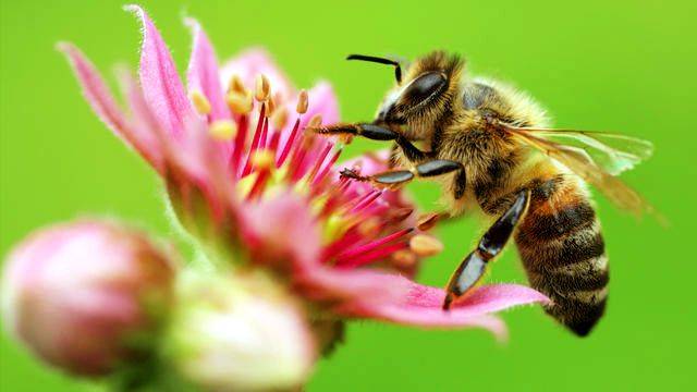 Почему пчела погибает после своего укуса?