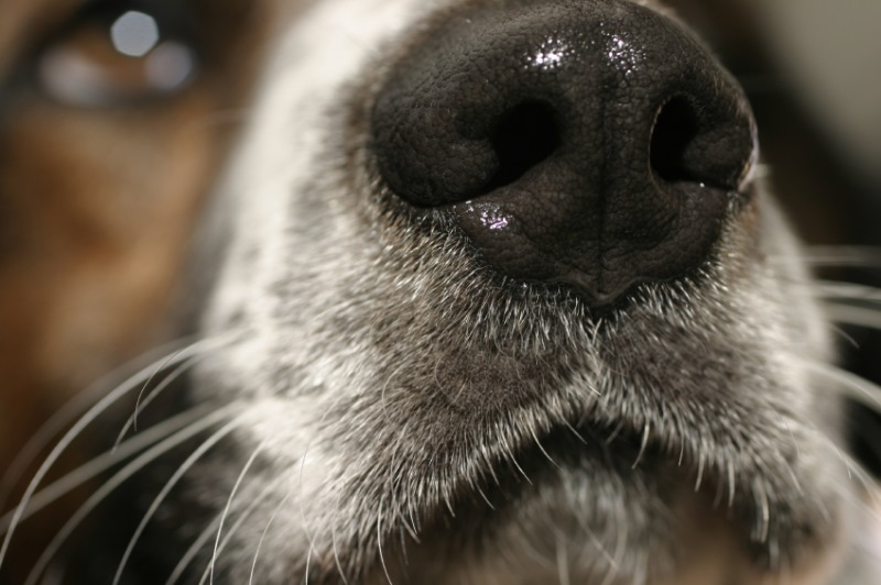 Отчего у собак мокрые носы?