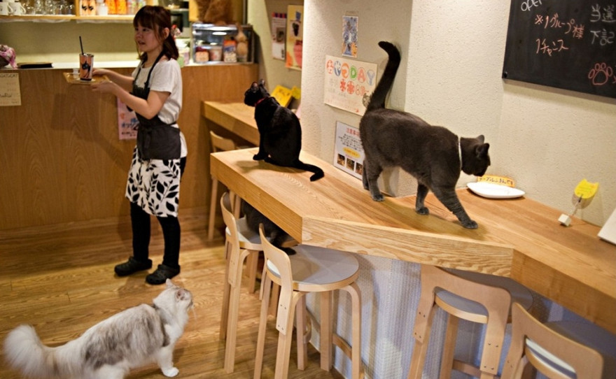 Животные в кафе-это норма?