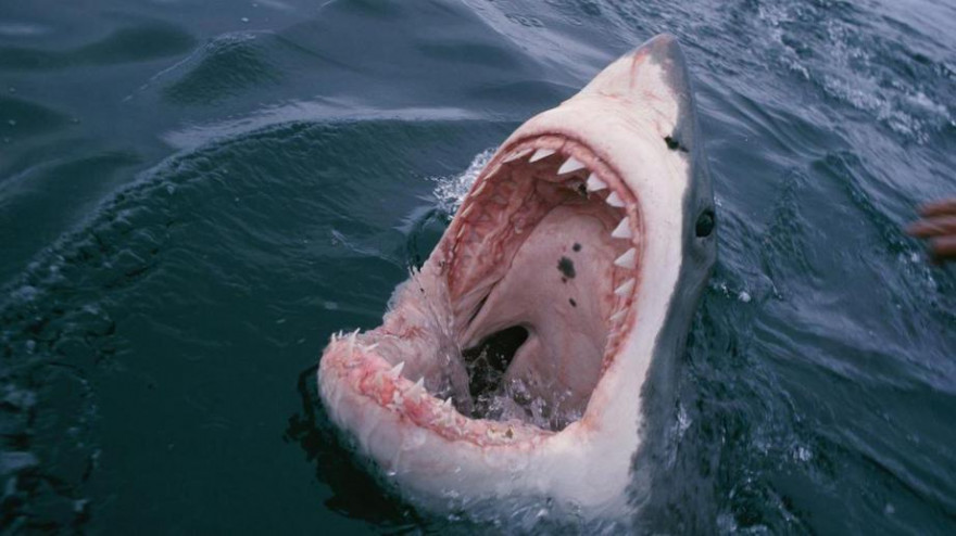 Паразиты против кровожадных акул- кто сильнее?