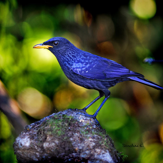 Существует ли на самом деле синяя птица счастья?