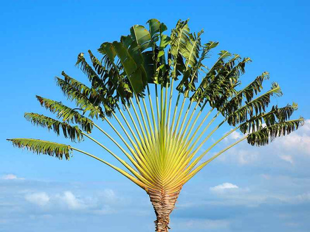 Равенала Мадагаскарская-  "Дерево путешественников" ,или "Колодец-дерево"