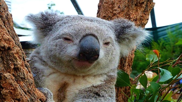Зачем коалы едят ядовитый  эвкалипт?