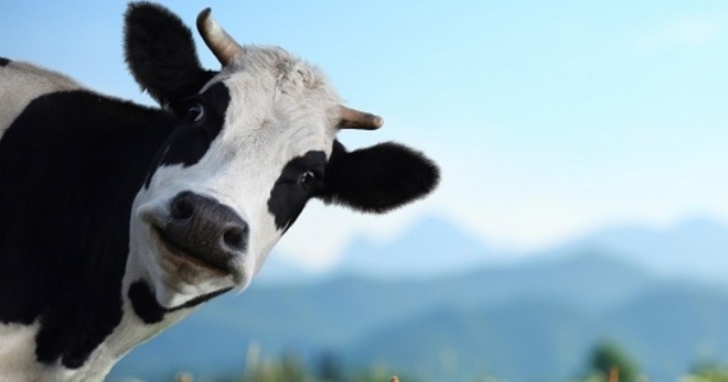 Как музыка и массаж влияют на количество молока, получаемого от коров?