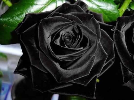 В чем уникальность роз Халфети?