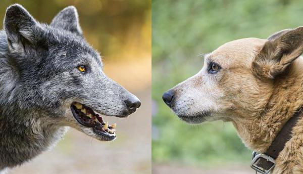 Верно ли что волки и собаки имеют чувство справедливости?