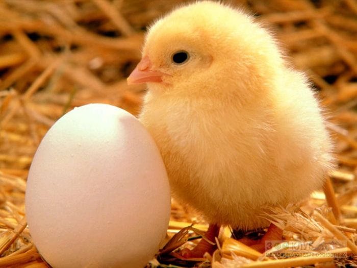 Как куры несут яйца?