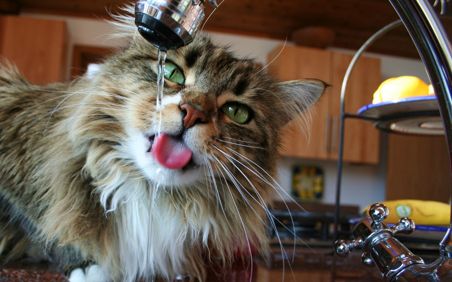 Почему многим кошкам нравится пить воду из-под крана?
