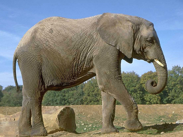 Зачем слонам нужен такой длинный хобот?